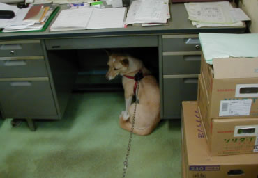 保険所に犬を受けとりに行ったら、事務所の机の下でガタガタ震えていたミッキーリミッキーを連れだされ、机の下に隠れガタガタ震えていたミッキー