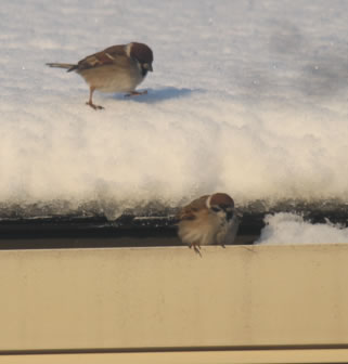 隣の屋根、雪の積もった上に元気で歩く雀たち